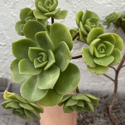 Beautiful aeonium lilypad succulent cutting many heads old  Mature healthy $28 one cutting, or $39 for 2  ❤ Best deal 2