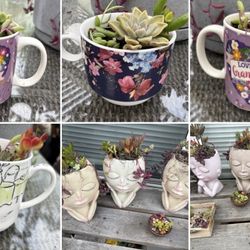 Succulent Arrangements Priced Separately 