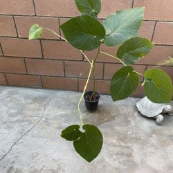 hoja santa