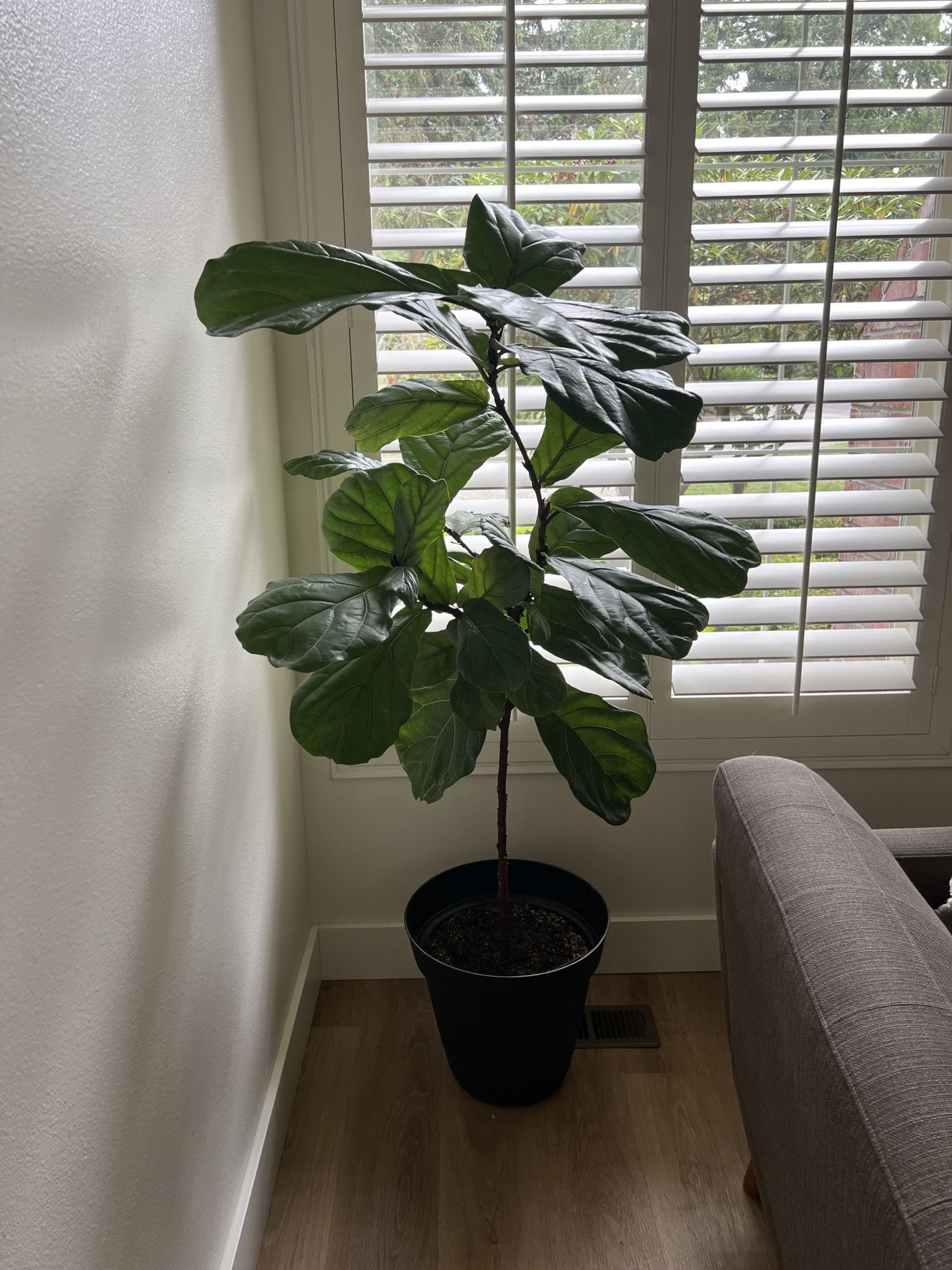 Fiddle Leaf Fig