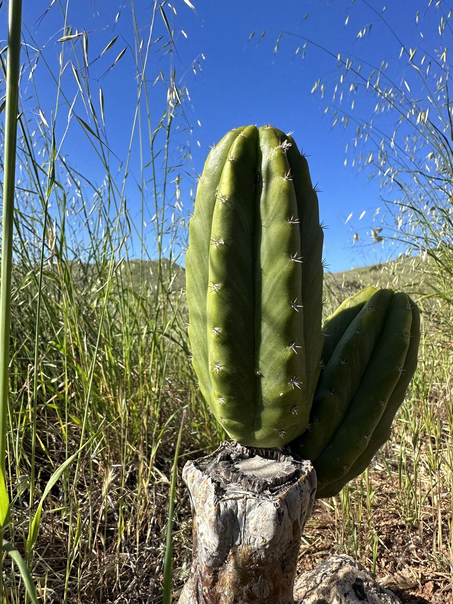 San Pedro | Huachuma | Trichocereus Cactus Cuttings