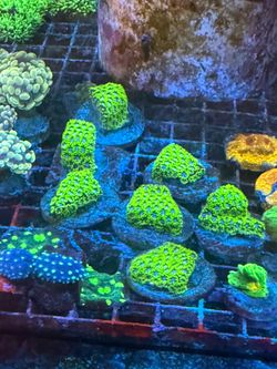 Fake Coral decoraciones