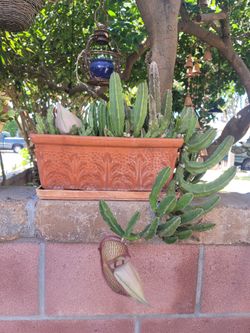 Carrion Plant - Stapelia gigantea

