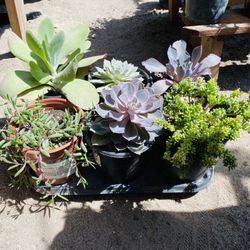 Succulents Full Tray Gallons Pot 