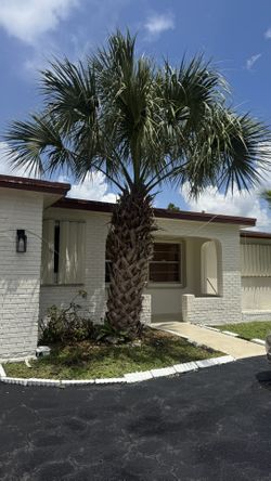 Sabal Palm Tree