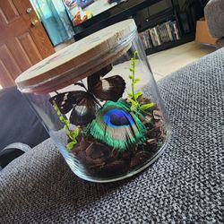 Taxidermy Butterfly Jar
