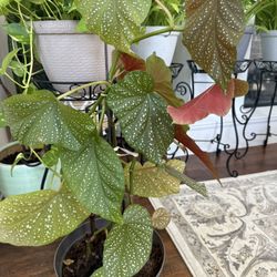 Bergonia indoor plant