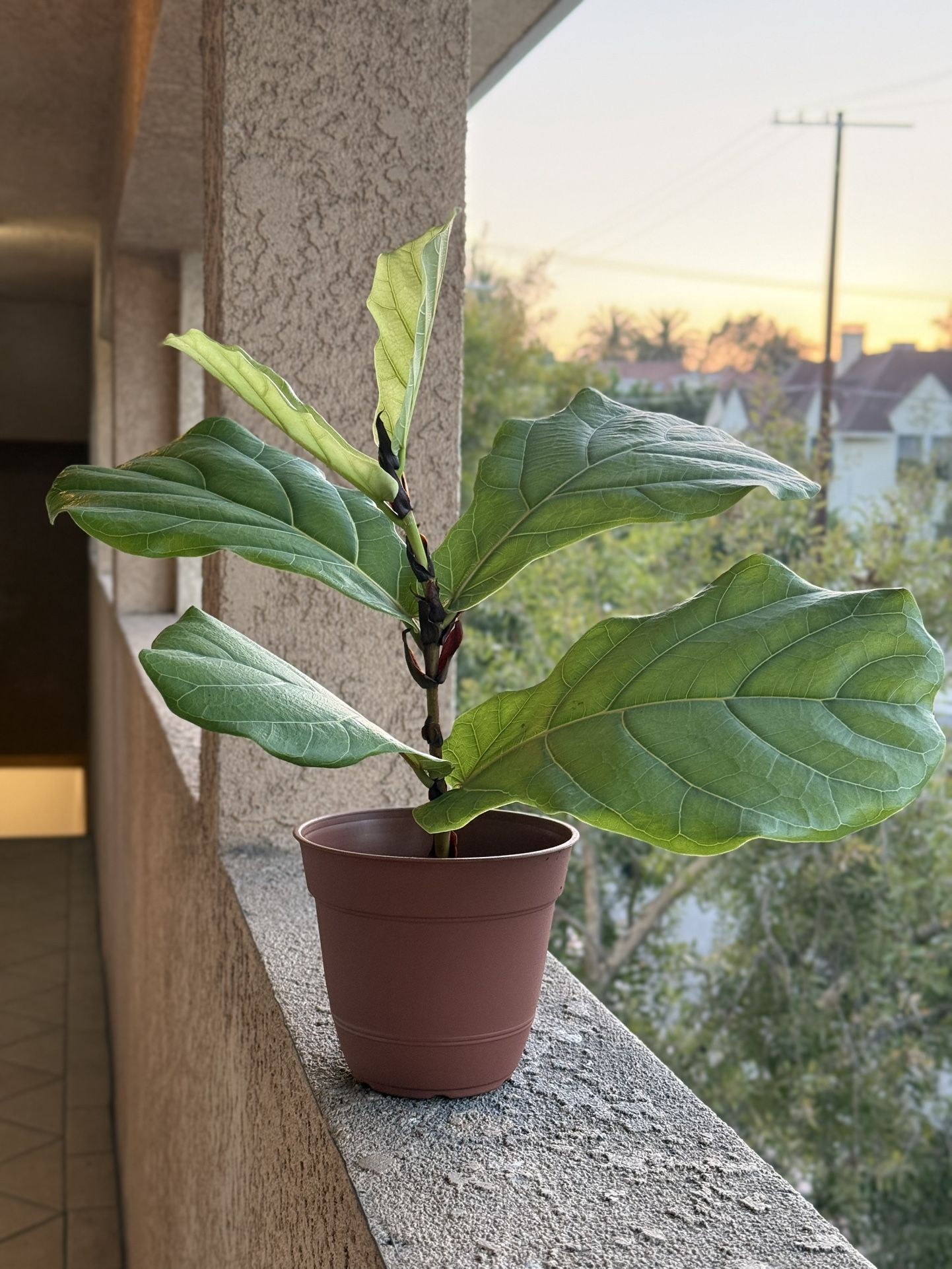 Fiddle Leaf Plant