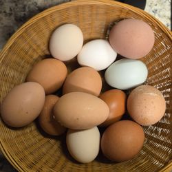 Fresh eggs