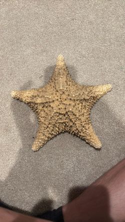 Big Starfish