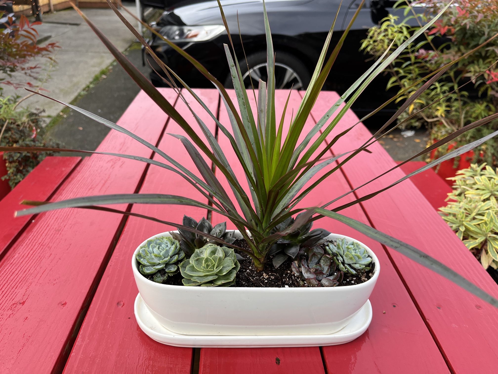 Live Plant Succulent Bowl