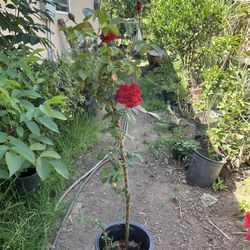 Roses Plants 