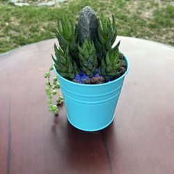 Very Healthy Aloe Plant In Metal Vase 