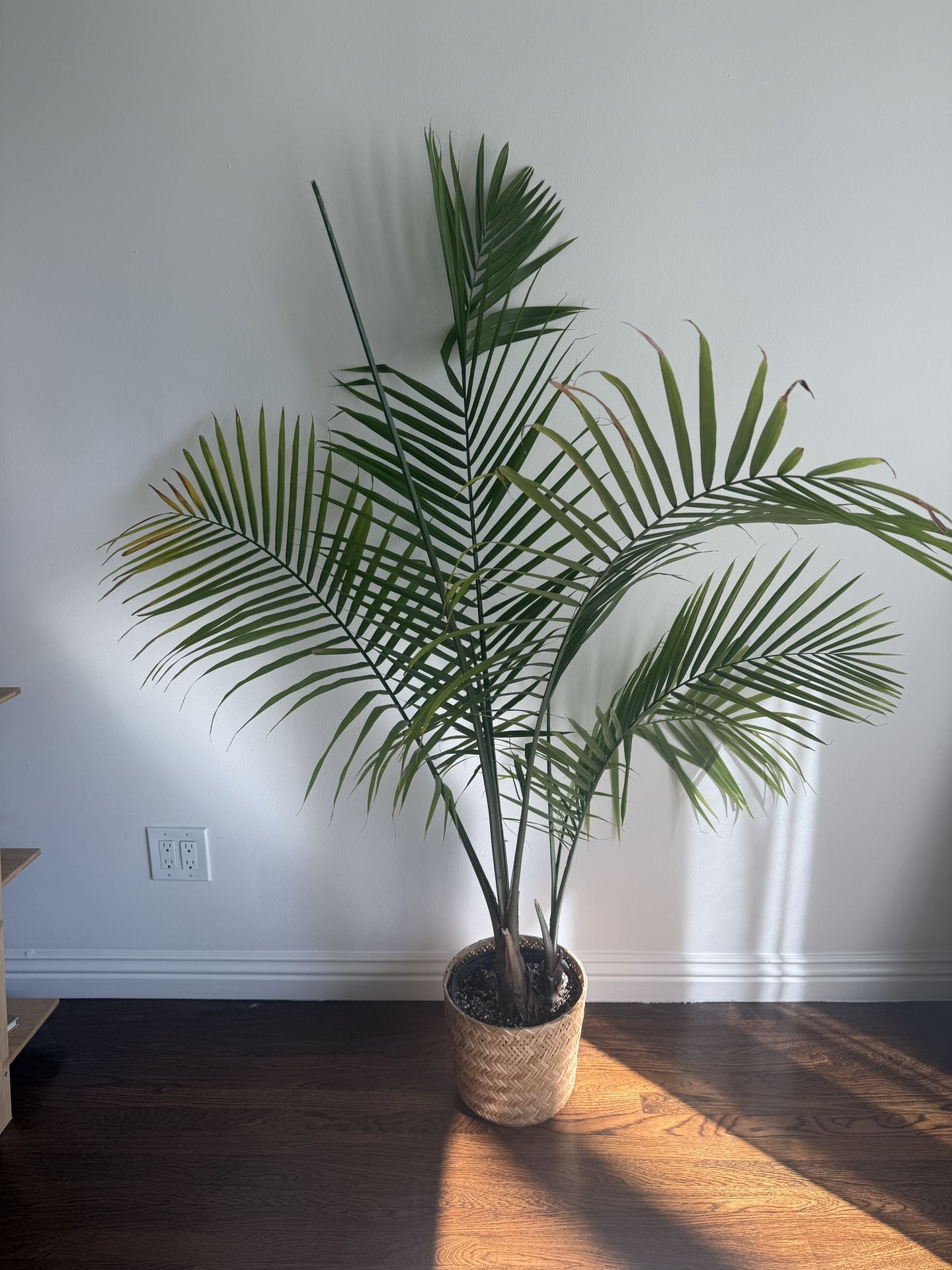 Plants For Sale
