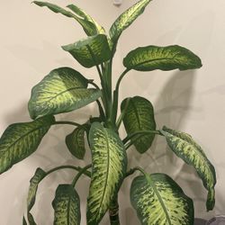 Dumb Cane Houseplant 