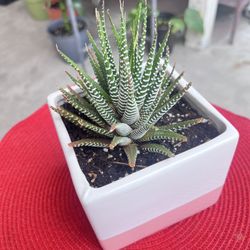 Zebra Haworthia Succulent Plant 