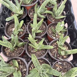 Plants for Sale! ( Gasteria Little warty)