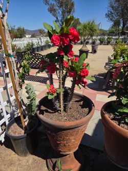 $35 Euphorbia milii ( corona de cristo ) different colors, sizes, and prices 🌿
