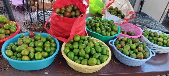 CIRUELAS VERDES EN VENTA!