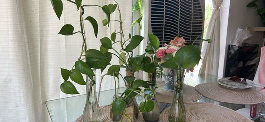 Pothos plans $5