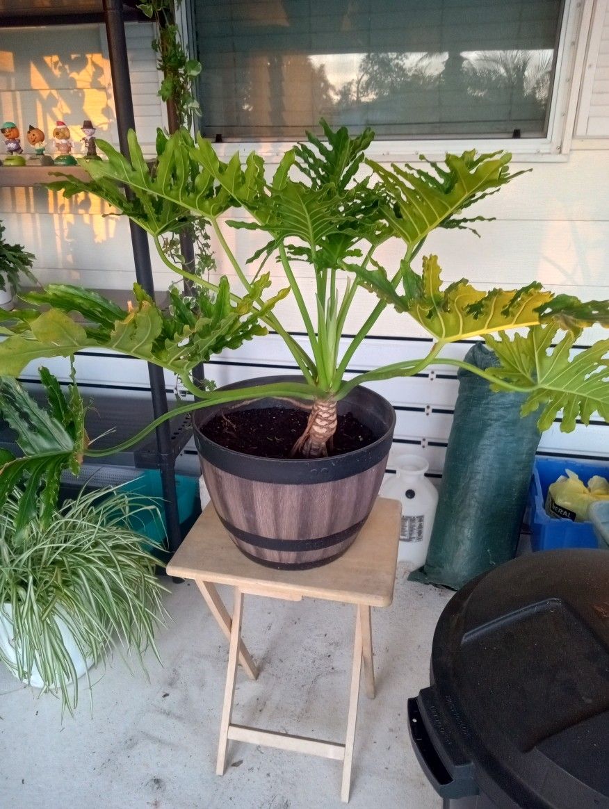 Good Palm, Beautiful Barrel Look Pot, Big Size Barrel Shaped Pot$25 For Just That 