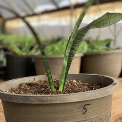   Snake Plant / mother-in-law's tongue (Sansevieria zeylanica)