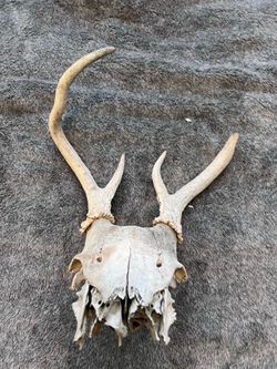 Real Whitetail Deer Skull w/ Antlers 14” Weathered Taxidermy Oddity Decor