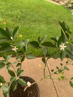 Kumquat plant for $40