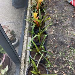 Succulents  And Bromeliads  And Women  Day  Plant 