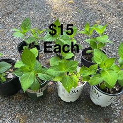 7 Left* White Forever Summer Hydrangeas. 