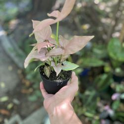 Rare Plant 