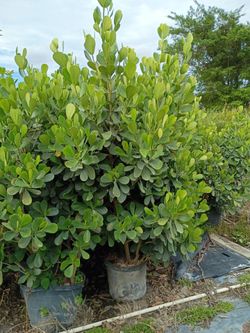 Huge clusias about 7 feet tall instant privacy hedge for fence