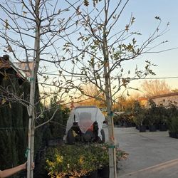 Red Oak Tree 15gallon 12ft Tall 