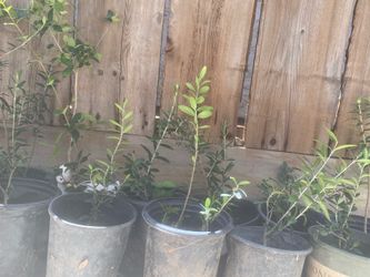 summer taller Olive trees, 1 foot tall $10 each some are taller