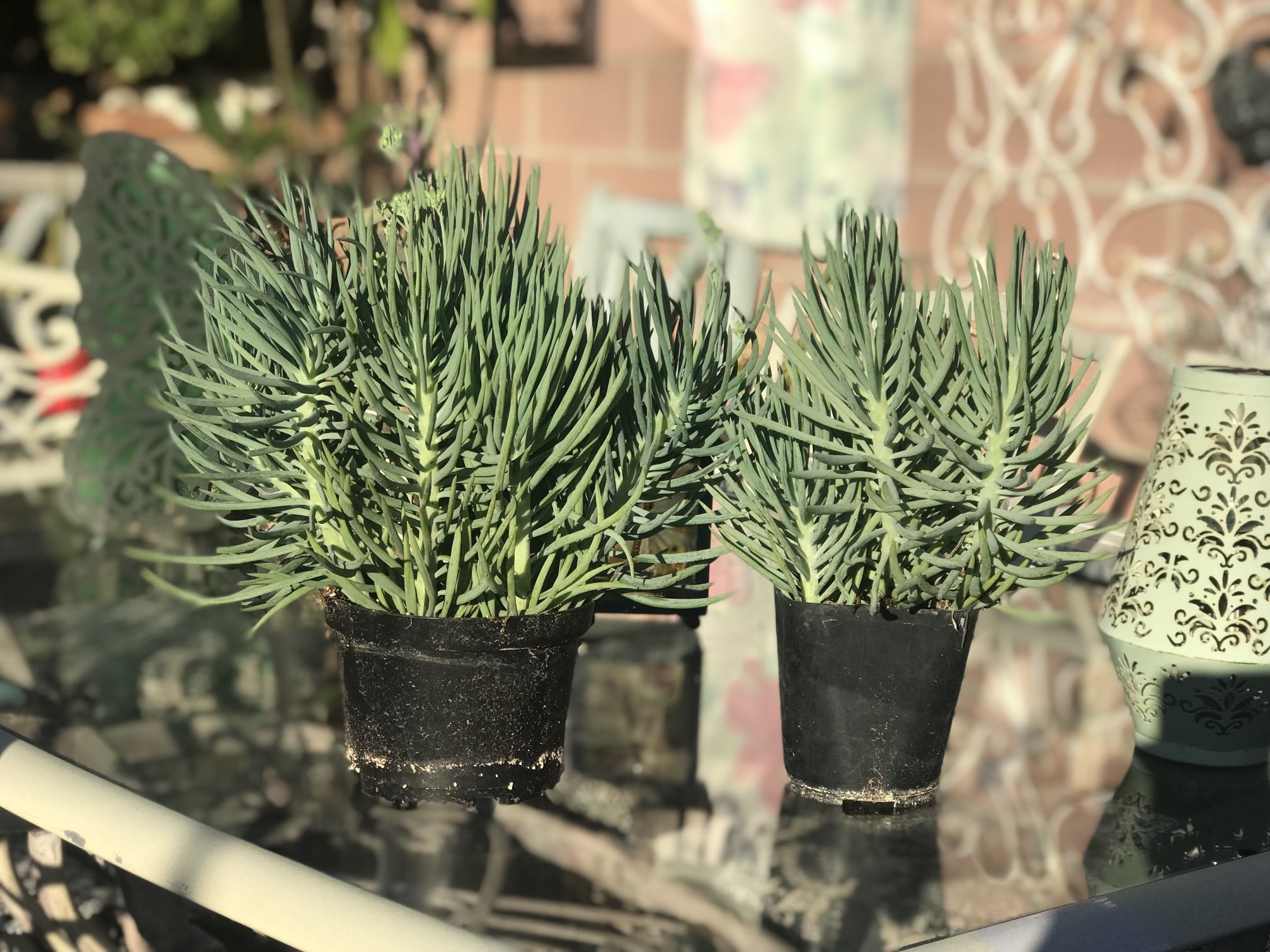 $5 Senecino Succulent 