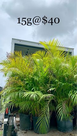 Areca 15g full