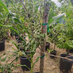 Apple Tree 