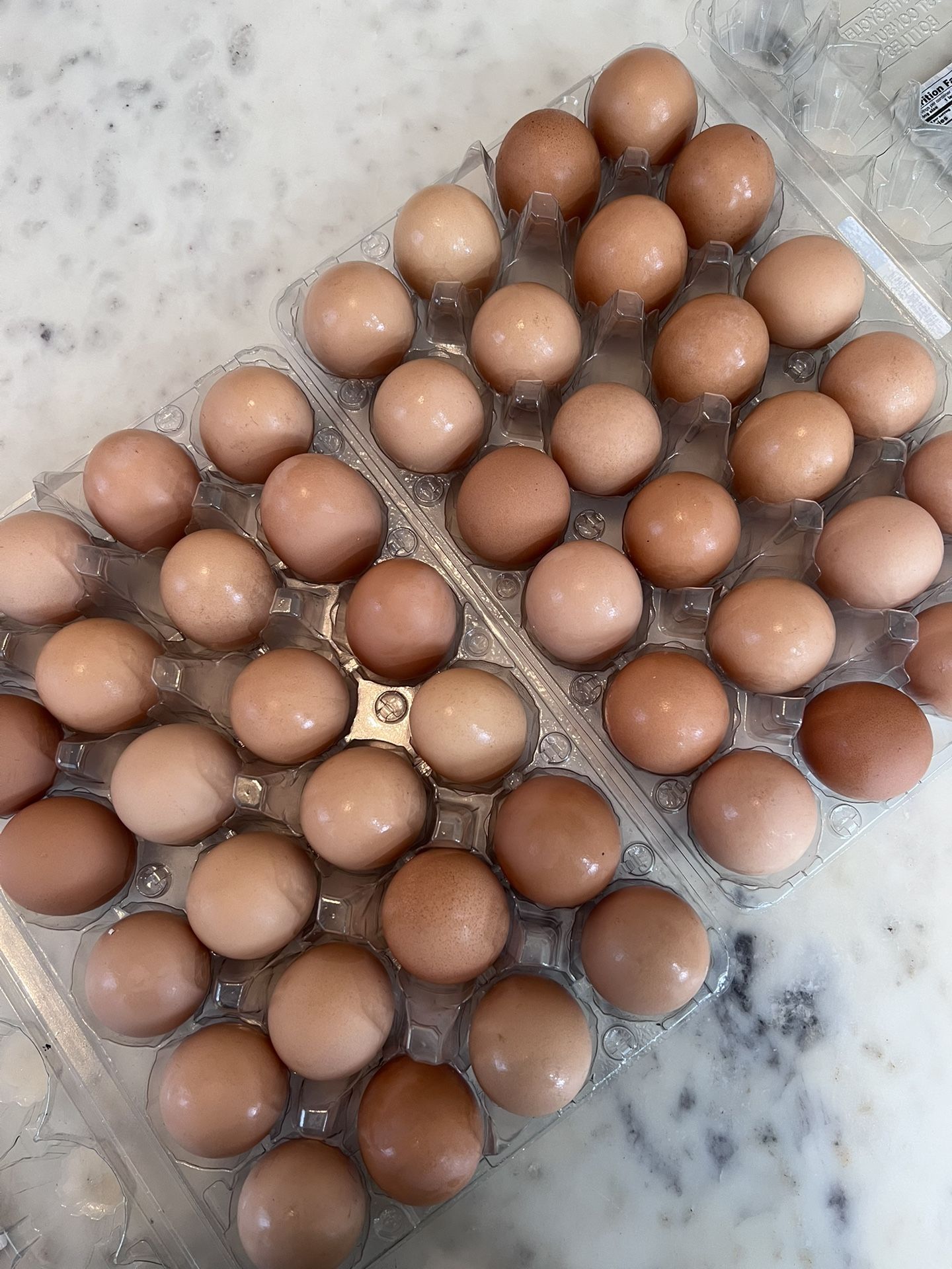 Fresh Eggs