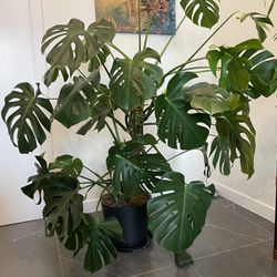 Real Monstera Plant