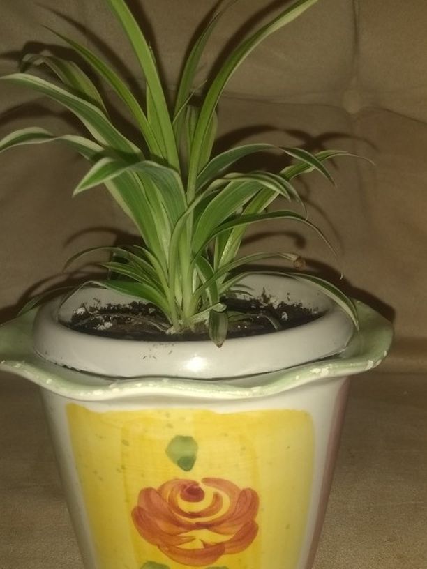 Spiderplant