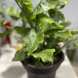 ALOCASIA, Super Size In 8 Inches Pot