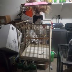 Bird Cage 