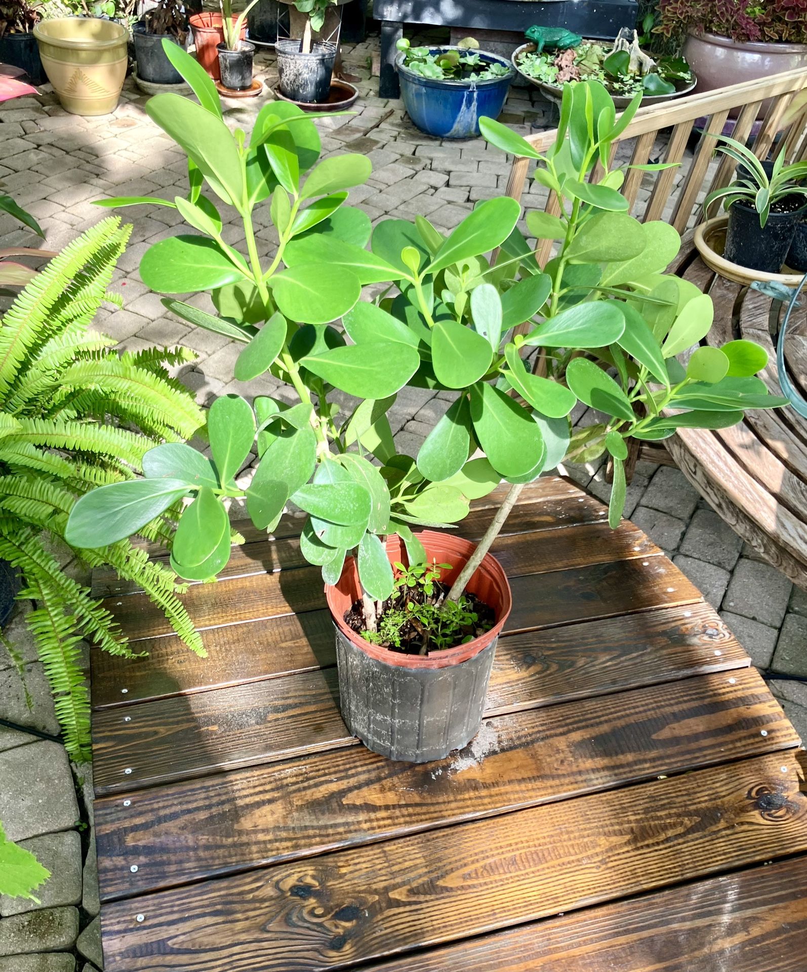 2’ Clusia Plant