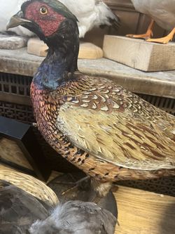 Ringneck pheasant taxidermy