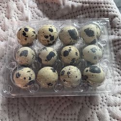 Fertile jumbo quail eggs
