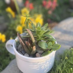 White Coffee Mug Succulent Plant Arrangement 