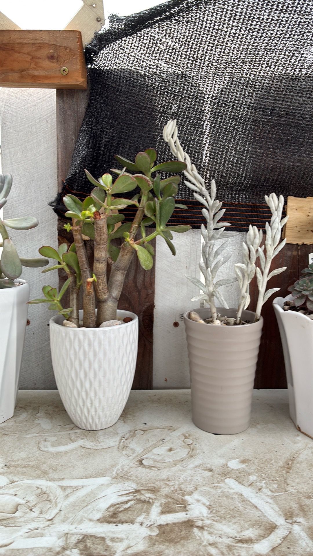 Potted succulents