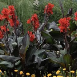 Black Knight Canna Rhizomer