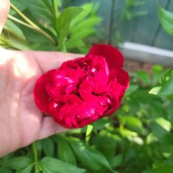 There are different types of perennial flowers for sale.