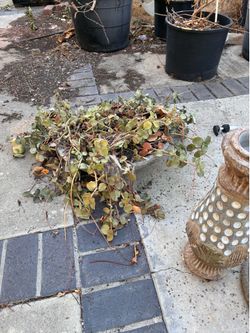 Beautiful Garden Urn for $150